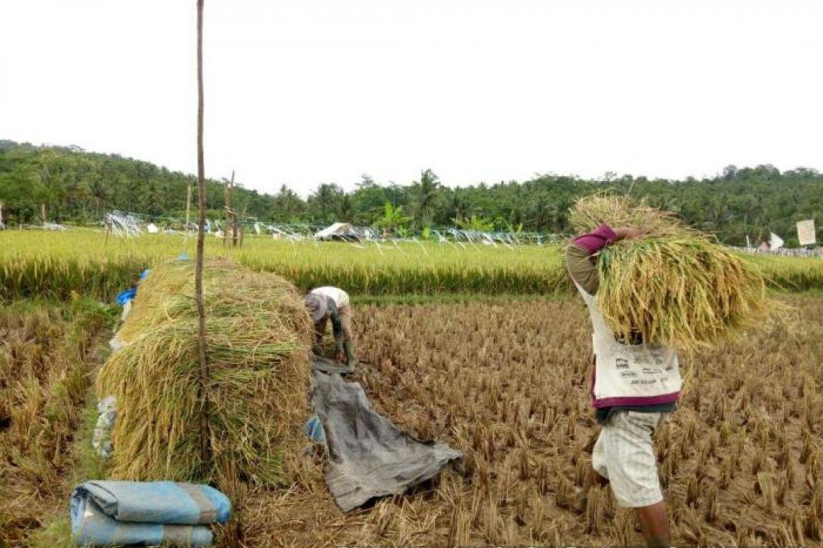  BPS: Produksi Padi Turun di Mei 2025, Tapi Diprediksi Naik Hingga Agustus