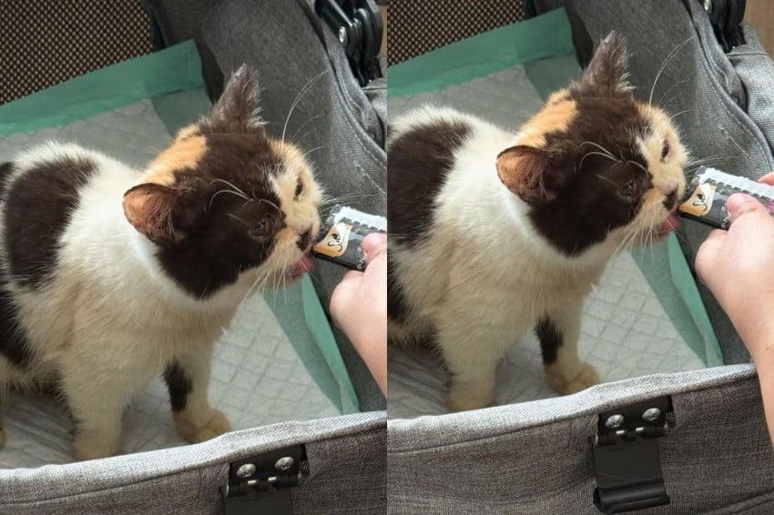  Sherina Munaf Dipanggil Polres Jaktim Terkait Kucing Diduga Milik Uya Kuya