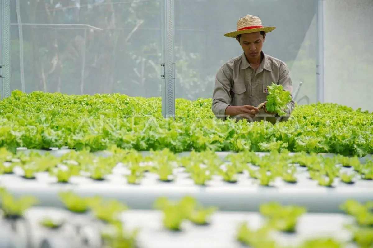  27 Ribu Anak Muda Kini Jadi Petani, Penghasilan Tembus Rp20 Juta per Bulan