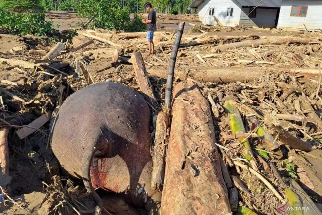  Gajah Sumatera Ditemukan Mati Usai Banjir Besar di Pidie Jaya, Aceh