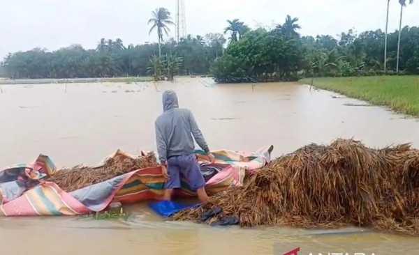  Banjir Rendam 11.010 Ha Sawah di Aceh Timur, Kerugian Ditaksir Rp88 Miliar
