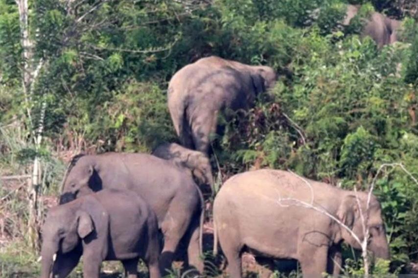 Petani di Bener Meriah Tewas di Kebunnya Usai Diserang Kawanan Gajah Liar