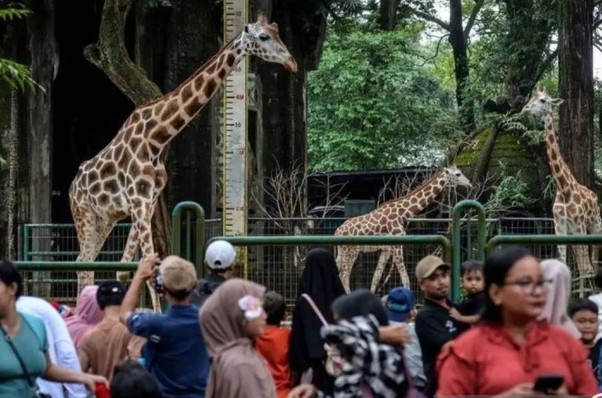  Libur Lebaran 2026, Pengunjung Ragunan Tembus 353 Ribu Orang