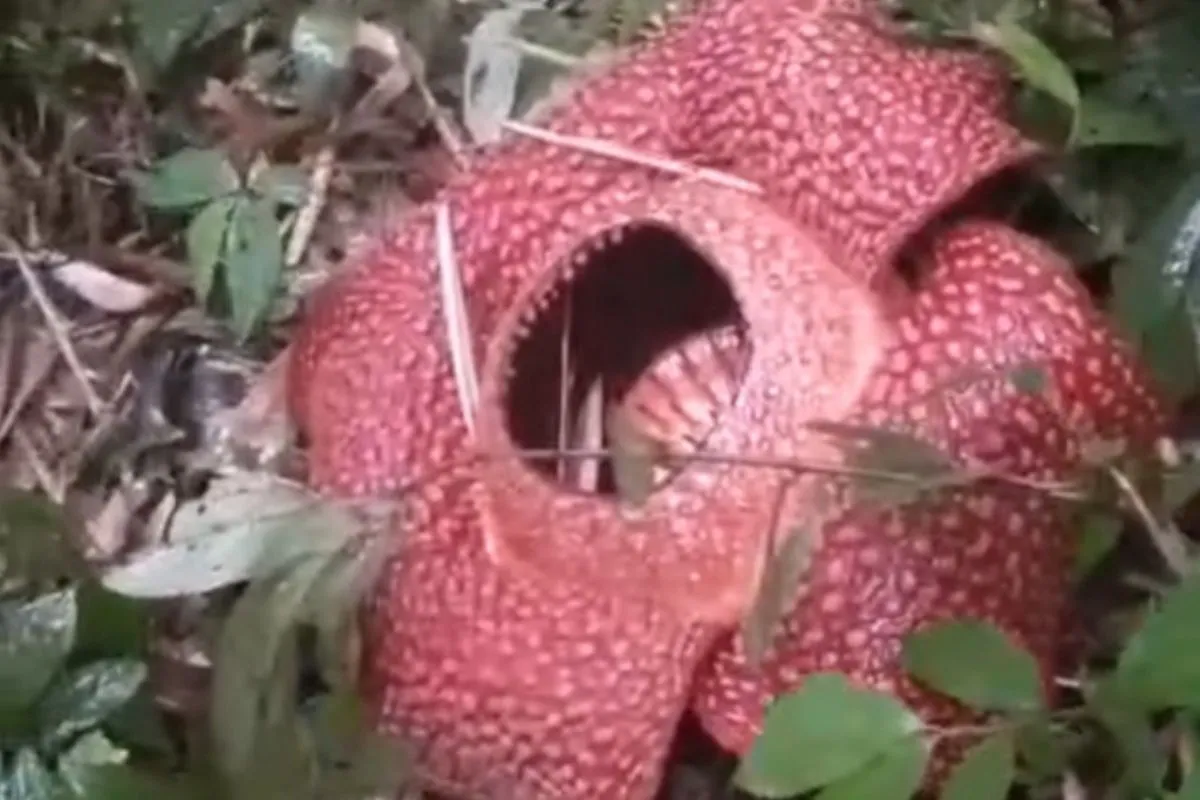  Rafflesia Arnoldii Mekar Sempurna di Rejang Lebong