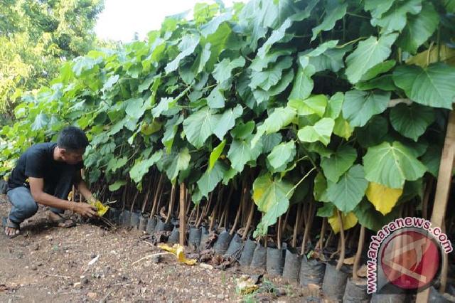  IPB Siapkan 200 Hektare Pengembangan Kemiri Sunan