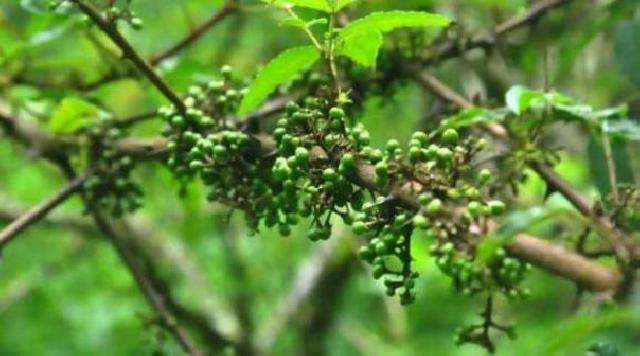  Kreatif, Mahasiswa Unimed Ciptakan Andaliman Jadi Parfum