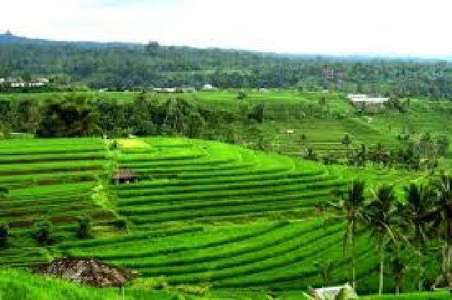  Mahasiswa UTN Singapura Kunjungi Subak Pulagan