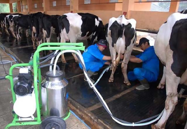  Mahasiswa Universitas Brawijaya Ciptakan Kondom Sapi 